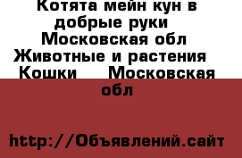 Котята мейн кун в добрые руки - Московская обл. Животные и растения » Кошки   . Московская обл.